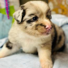 Jasper - Blue merle male Miniature Australian Shepherd puppy in Luling, Texas from Little Wood Toy and Mini Aussies