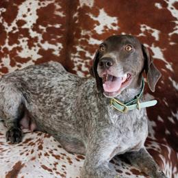 Boykin Spaniels, Dachshunds, and German Shorthaired Pointers from Whiskey River Farm