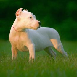 Pink - White female Dogo Argentino puppy in Powder Springs, Georgia from Primo Kennels