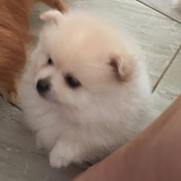 Pomeranian Puppies from Jonna's Poms