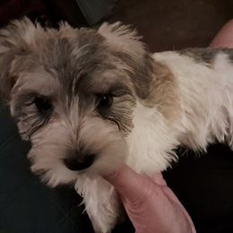 Girl 1 (Salt & Pepper Parti) - Parti Miniature Schnauzer puppy in Paducah, Kentucky from Nubby's Legacy Schnauzers of Western KY