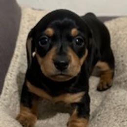 Dachshunds from Griselda Avalos's Dachshunds