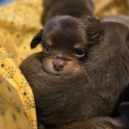 Chihuahua Puppies from The Joyful World of Chihuahuas