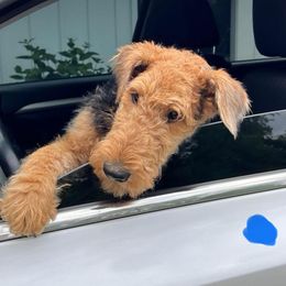 Airedale Terrier Puppies from Mystic’s Airedales