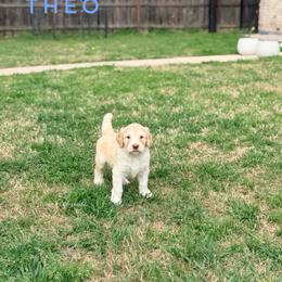 Theo - Cream male Goldendoodle puppy in Dallas County, Texas from Dream A Little Doodle