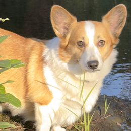 Neli - Pembroke Welsh Corgi