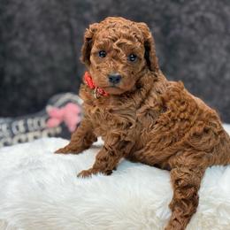 Patrica - Red  female Poodle puppy in Creston, Iowa from G–/ Kennel