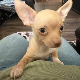 Gringo - Cream and white male Chihuahua puppy in Sherwood, Arkansas from Bartelt Breeders