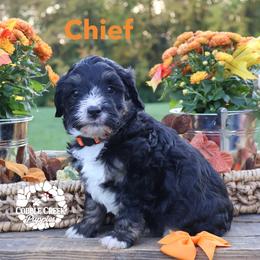 Chief - Tri-color male Bernedoodle puppy in Heyworth, Illinois from Cobble Creek Puppies