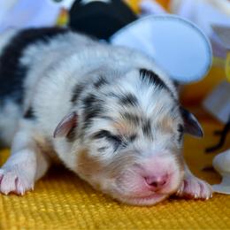 Bumble - Blue merle male Australian Shepherd puppy in Kirksville, Missouri from BellSharps Australian Shepherds
