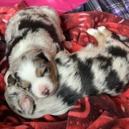Australian Shepherd, Miniature American Shepherd, Miniature Australian Shepherd, and Toy Australian Shepherd Puppies from Painted Blue Aussies