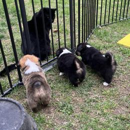 Pembroke Welsh Corgi Puppies from Potato Patch