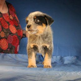 Boy 3 - Blue Australian Cattle Dog puppy in Junction City, Ohio from AE's aka Aunt Ellen's
