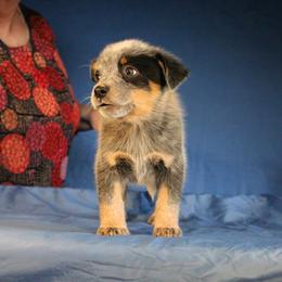 Boy 3 - Blue Australian Cattle Dog puppy in Junction City, Ohio from AE's aka Aunt Ellen's