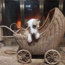 Kenny - White and red male Whippet puppy in New Port Richey, Florida from Trezlar Whippets