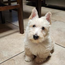 Scottish Terrier Puppies from Duran's Scotties