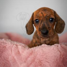 Wintun - Brindle female Dachshund puppy in Temecula, California from Naomi Magee's Dachshund Kennel