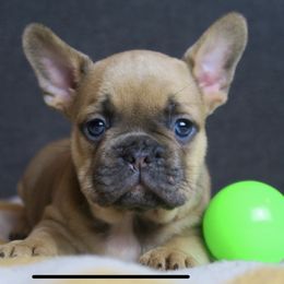 Boston Terrier and French Bulldog Puppies from High Plains