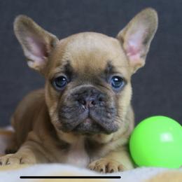 Boston Terrier and French Bulldog Puppies from High Plains