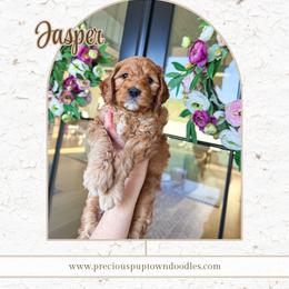 Jasper - Red  male Goldendoodle puppy in Bell Buckle, Tennessee from Precious Puptown Doodles