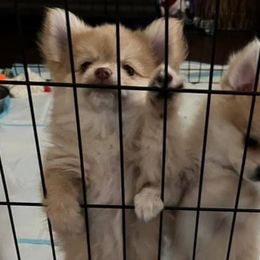 Pomeranians from AFM puppies