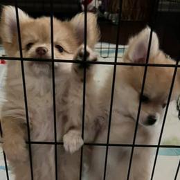 Pomeranians from AFM puppies