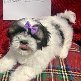 Minnie - Black and white female Shih Tzu puppy in Clearwater, Florida from Willow’s Playpen