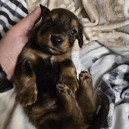 Junior - Dapple male Dachshund puppy in Strong, Arkansas from Dachshunds R Us