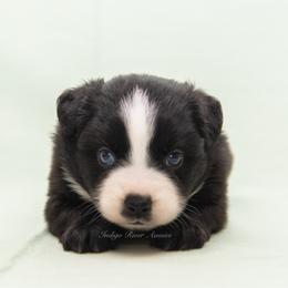Izzy - Aqua Collar - Black tri female Miniature Australian Shepherd puppy in Lacombe, Louisiana from Indigo River Aussies