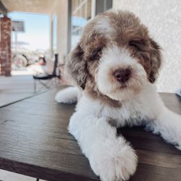 Aussiedoodle and Bernedoodle Puppies from High Desert Doodles