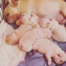 French Bulldog Puppies from BigStar French Bulldogs