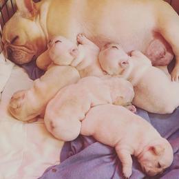 French Bulldog Puppies from BigStar French Bulldogs
