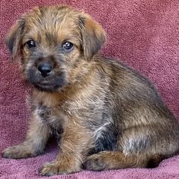 Gold collar Female - Red Norfolk Terrier puppy in Bristol, Tennessee from Holston Hollow Farm