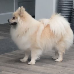 Meekah - Pomeranian