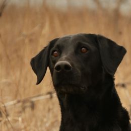 Cady - Labrador Retriever