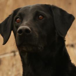 Cady - Labrador Retriever