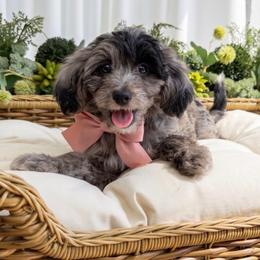 Millie - Blue merle female Miniature Australian Shepherd puppy in Greensboro, North Carolina from Rambling L Toy& Mini Aussies