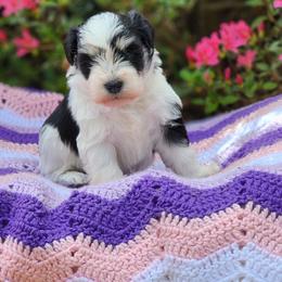 Black Parti Female - Parti female Miniature Schnauzer puppy in Trinity, Alabama from C&E'S Schnauzers
