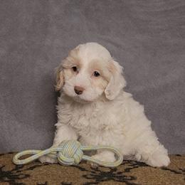 Paisley - female Cockapoo puppy in Missouri from KDK Missouri Miniature Poodles