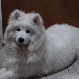 Yasha - Samoyed
