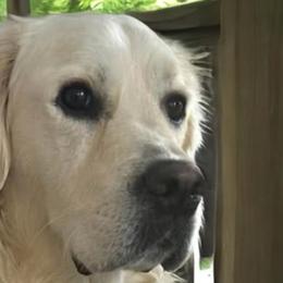 Kahuna - Golden Retriever