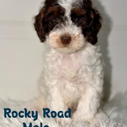 Rocky Road - Chocolate Parti Tri - Chocolate male Australian Labradoodle puppy in Beecher, Illinois from Erica’s Doodles