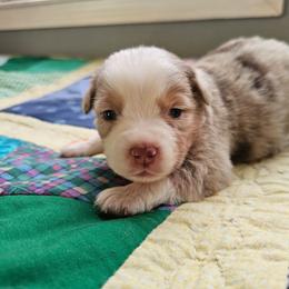 Ember - Red merle female Miniature Australian Shepherd puppy in Dunnellon, Florida from Ever After Mini Aussies