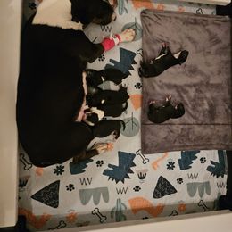 Skeeter - Black brindle and white female Miniature Bull Terrier puppy in Hollywood, Florida from Mini Bull Lane