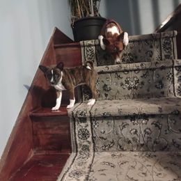 Basenji Puppies from Royal Basenji