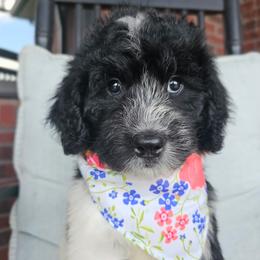 Camilla - female Newfypoo puppy in Hardin, Kentucky from Bluegrass Newfypoos
