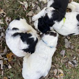 English Springer Spaniel Puppies from Cedar Ridge Kennels