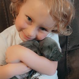 Weimaraner Puppies from North Georgia Weims