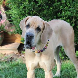 Grace - Great Dane