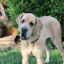 Grace - Great Dane